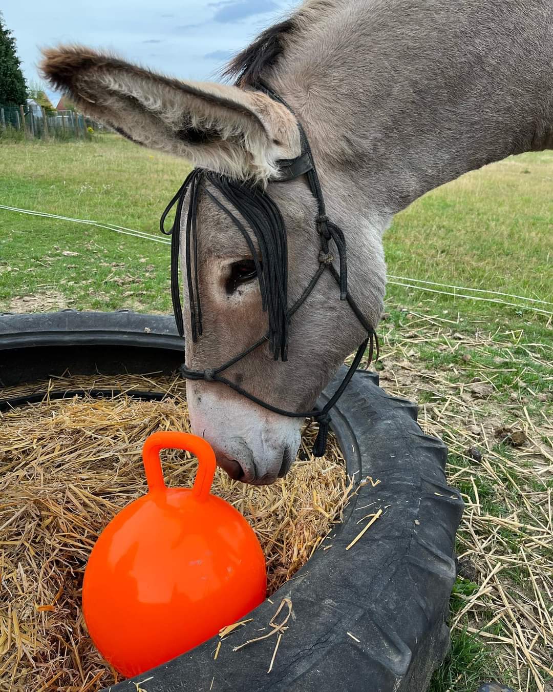 Speelsessie @ DE EZELBERG