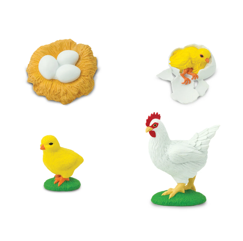 Speelset levenscyclus van de kip