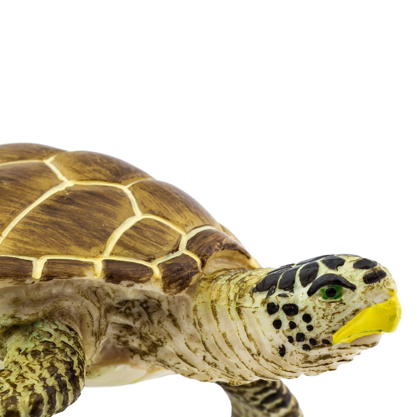 Zeeschildpad