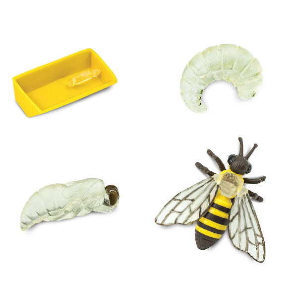 Speelset levenscyclus van de honingbij