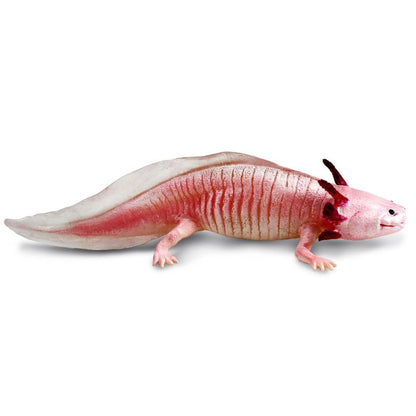 Axolotl