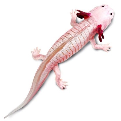 Axolotl