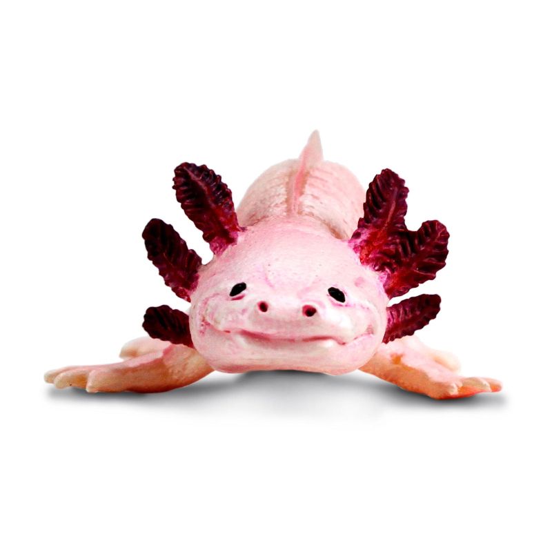 Axolotl