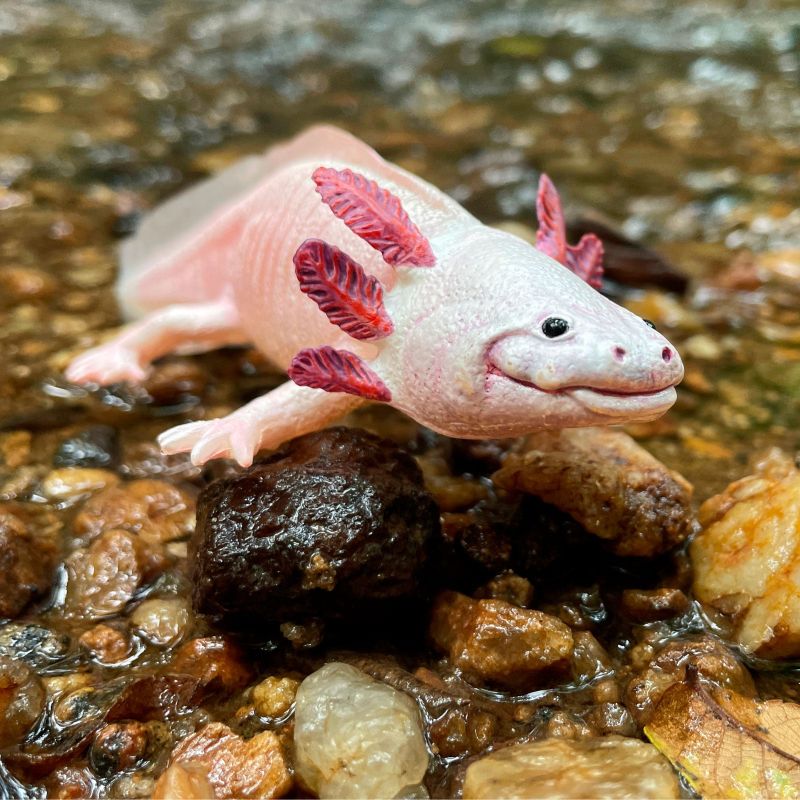 Axolotl