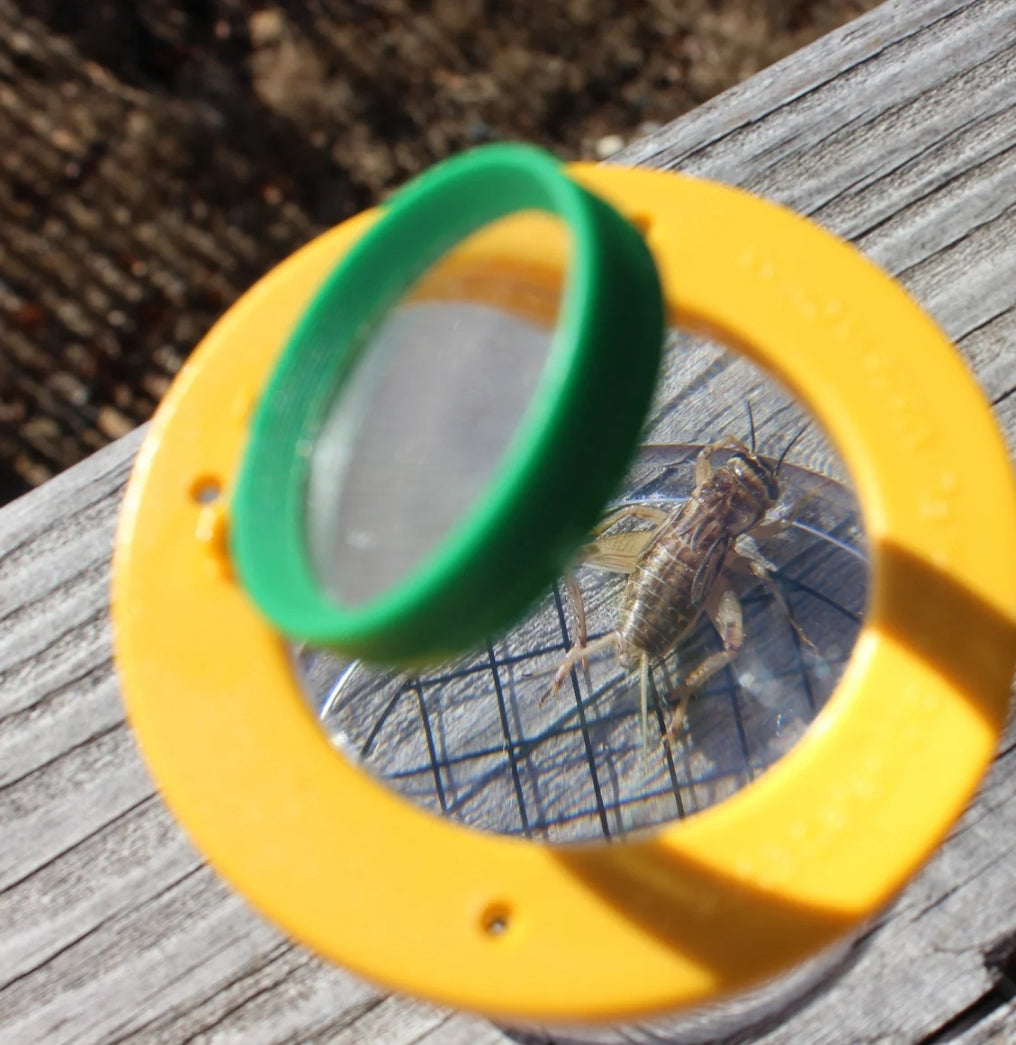 Insectenpotje