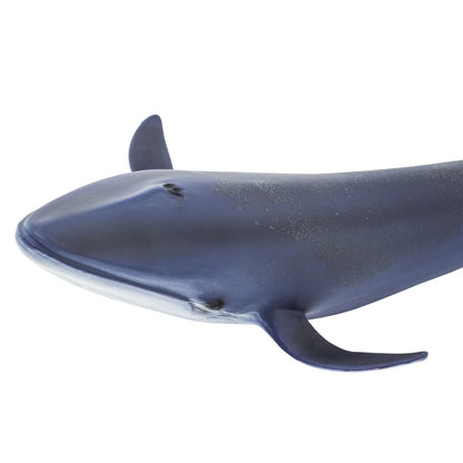 Walvis