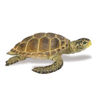 Zeeschildpad
